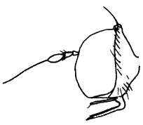 Syndyas nigripes, head in lateral view