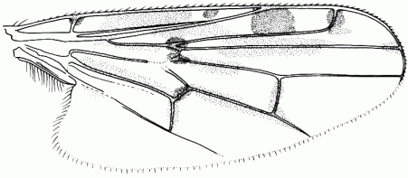 Syneches muscarius, wing