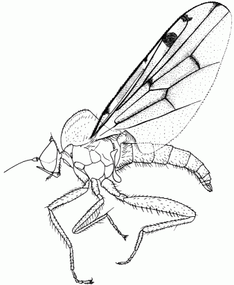 Syneches muscarius, male in lateral view.