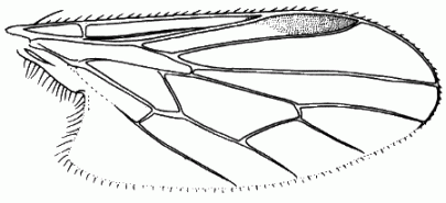 Trichina clavipes, wing.