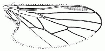 Trichinomyia flavipes, wing