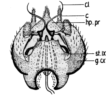 Sylvicola (Anisopoda) fuscatoides: male genitalia.