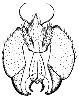 Sylvicola (Anisopoda) fuscatoides: male genitalia.