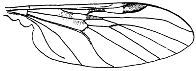 Sylvicola (Anisopoda) fuscatus: wing.