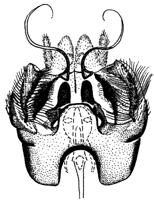 Sylvicola (Anisopoda) fuscatus: male genitalia.