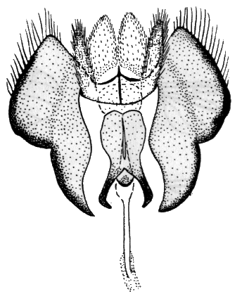 Sylvicola (Anisopoda) fuscatus: male genitalia.