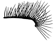 Sylvicola (Anisopoda) fuscatus: male genitalia.