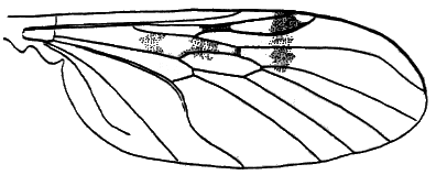 Sylvicola (Anisopoda) punctatus: wing.
