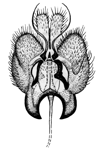 Sylvicola (Anisopoda) punctatus: male genitalia.