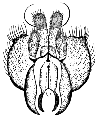 Sylvicola (Anisopoda) punctatus: male genitalia.
