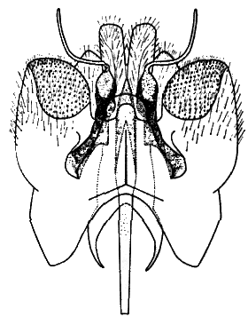 Sylvicola (Anisopoda) punctatus: male genitalia.