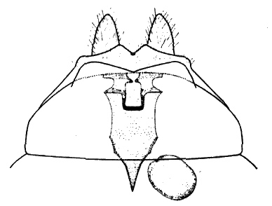 Sylvicola (Anisopoda) punctatus: female genitalia.