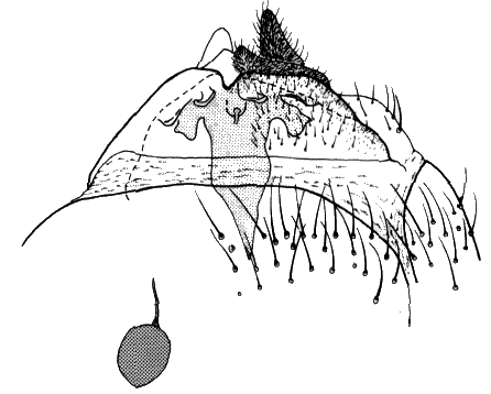 Sylvicola (Anisopoda) punctatus: female genitalia.