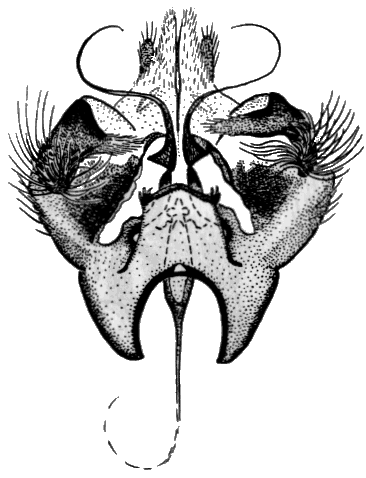 Sylvicola (Anisopoda) stackelbergi: male genitalia.