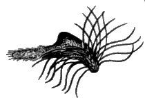 Sylvicola (Anisopoda) stackelbergi: male genitalia.