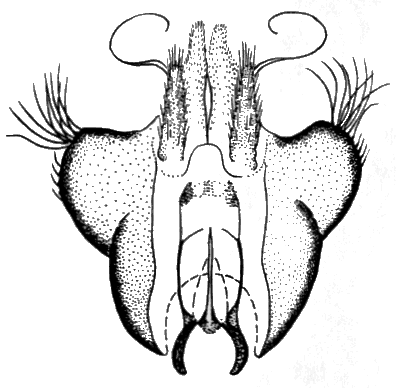 Sylvicola (Anisopoda) stackelbergi: male genitalia.