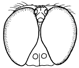 Sylvicola (Sylvicola) baechlii: male head.