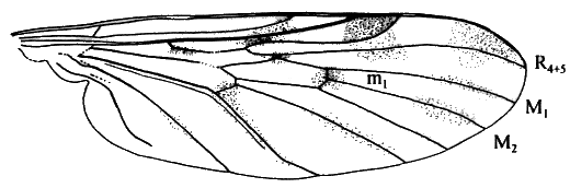 Sylvicola (Sylvicola) baechlii: wing.