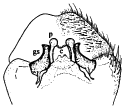 Sylvicola (Sylvicola) baechlii: male genitalia.