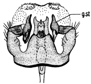 Sylvicola (Sylvicola) cinctus: male genitalia.