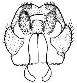Sylvicola (Sylvicola) cinctus: male genitalia.