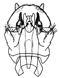 Sylvicola (Sylvicola) cinctus: male genitalia.