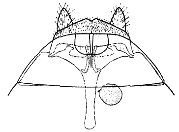 Sylvicola (Sylvicola) cinctus: female genitalia.