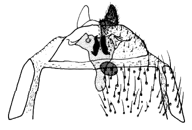 Sylvicola (Sylvicola) cinctus: female genitalia.