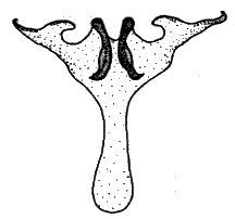 Sylvicola (Sylvicola) cinctus: female genitalia.