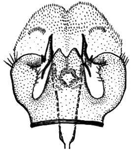 Sylvicola (Sylvicola) fenestralis: male genitalia.