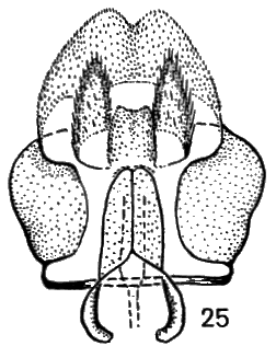 Sylvicola (Sylvicola) fenestralis: male genitalia.