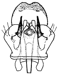 Sylvicola (Sylvicola) fenestralis: male genitalia.