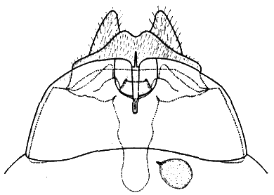 Sylvicola (Sylvicola) fenestralis: female genitalia.