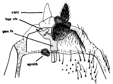 Sylvicola (Sylvicola) fenestralis: female genitalia.