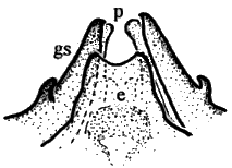 Sylvicola (Sylvicola) fenestralis: male genitalia.