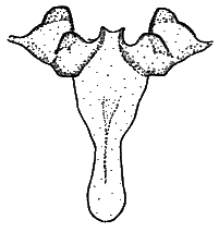 Sylvicola (Sylvicola) fenestralis: female genitalia.