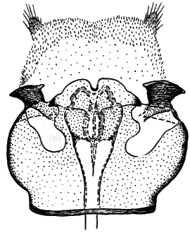 Sylvicola (Sylvicola) japonicus: male genitalia.