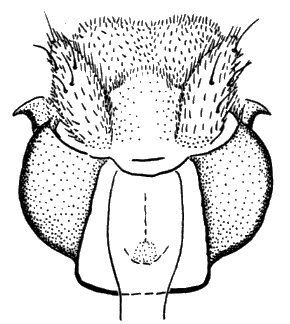 Sylvicola (Sylvicola) japonicus: male genitalia.