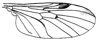 Sylvicola (Sylvicola) limpidus: wing.