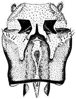 Sylvicola (Sylvicola) limpidus: male genitalia.