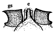 Sylvicola (Sylvicola) limpidus: male genitalia.