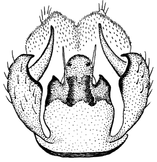 Sylvicola (Sylvicola) matsumurai: male genitalia.