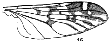 Sylvicola (Sylvicola) suzukii: wing.