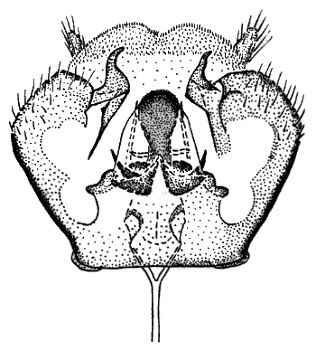 Sylvicola (Sylvicola) suzukii: male genitalia.