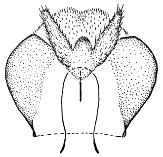 Sylvicola (Sylvicola) suzukii: male genitalia.