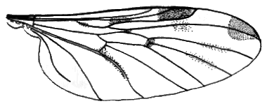 Sylvicola (Sylvicola) zetterstedti: wing.