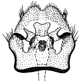 Sylvicola (Sylvicola) zetterstedti: male genitalia.