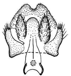 Sylvicola (Sylvicola) zetterstedti: male genitalia.