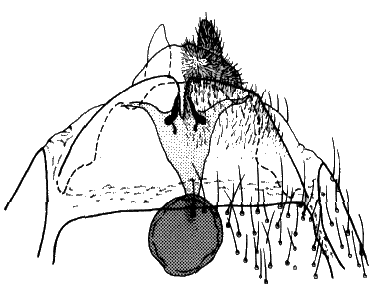 Sylvicola (Sylvicola) zetterstedti: female genitalia.