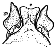 Sylvicola (Sylvicola) zetterstedti: male genitalia.